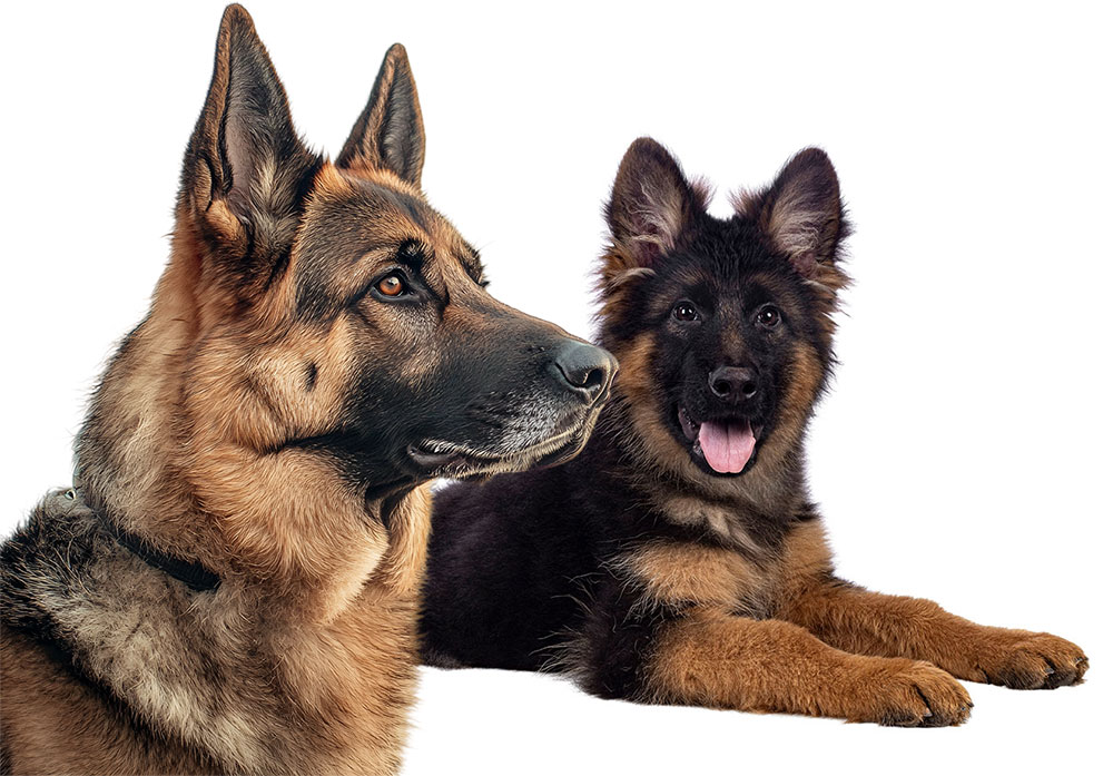 German Shepherd Puppies